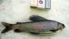Фото с сайта Fishingsib.ru