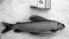 Фото с сайта Fishingsib.ru
