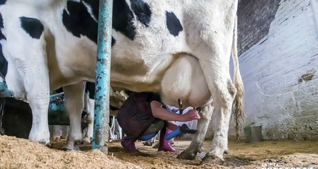 Незаконная перевозка домашнего скота без сопровождающих ветдокументов — боль полиции и Россельхознадзора. С начала года на федеральных трассах Новосибирской, Томской и Кемеровской областей досмотрено более пяти тысяч автомашин, в результате 398 голов КРС вернули отправителям. Такая ситуация создает реальную угрозу распространения опасных болезней. Для нарушителей предусмотрена административная и уголовная ответственность. Фото: архив ИД «Советская Сибирь»