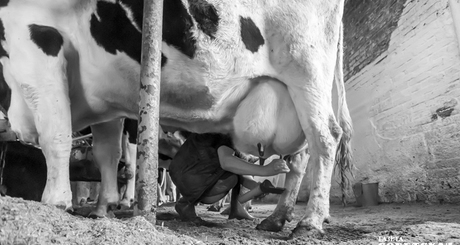 Незаконная перевозка домашнего скота без сопровождающих ветдокументов — боль полиции и Россельхознадзора. С начала года на федеральных трассах Новосибирской, Томской и Кемеровской областей досмотрено более пяти тысяч автомашин, в результате 398 голов КРС вернули отправителям. Такая ситуация создает реальную угрозу распространения опасных болезней. Для нарушителей предусмотрена административная и уголовная ответственность. Фото: архив ИД «Советская Сибирь»