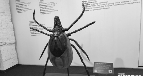 Клещ размером с подростка которого показывали на выставке, может напугать любого. Фото: Светлана Фролова