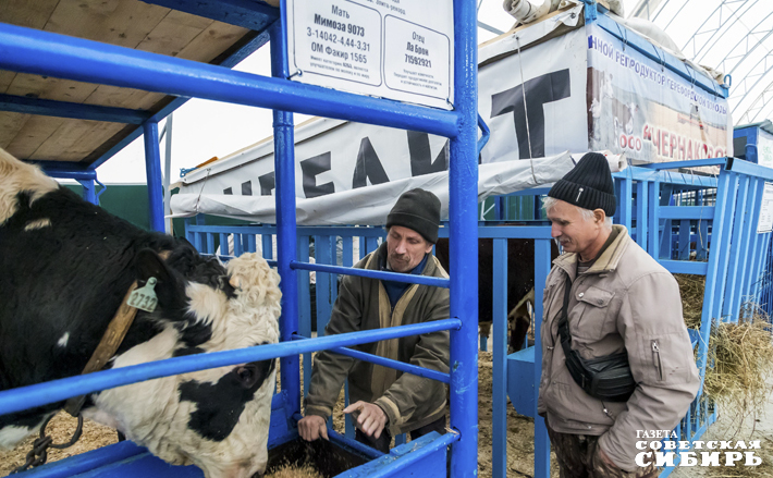 Выставка племенных животных «Сила Сибири» — непременная часть программы агропродовольственного форума. Но теперь для нее необходим новый ангар. Фото: Андрей Заржецкий