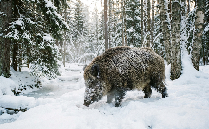 Изображение сгенерировано нейросетью Gemini-3-pro (nano-banana-pro)