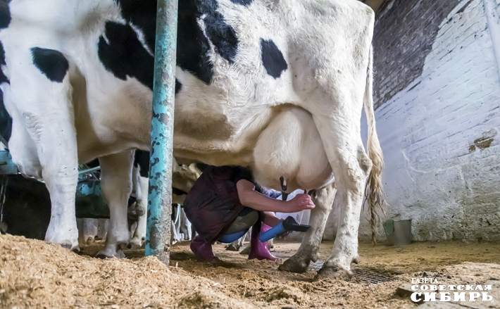 Незаконная перевозка домашнего скота без сопровождающих ветдокументов — боль полиции и Россельхознадзора. С начала года на федеральных трассах Новосибирской, Томской и Кемеровской областей досмотрено более пяти тысяч автомашин, в результате 398 голов КРС вернули отправителям. Такая ситуация создает реальную угрозу распространения опасных болезней. Для нарушителей предусмотрена административная и уголовная ответственность. Фото: архив ИД «Советская Сибирь»