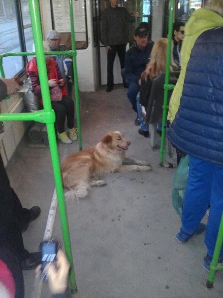 пес2.jpg
