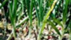042-55.jpg