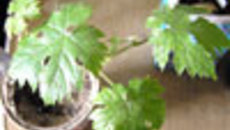 066-37.jpg
