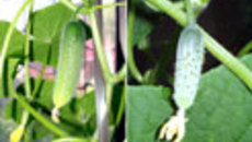 089-40.jpg
