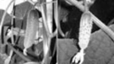 089-40.jpg