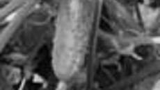 126-51.jpg