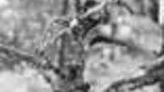 126-50.jpg