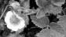126-49.jpg