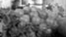 131-51.jpg
