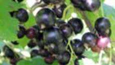 141-59.jpg