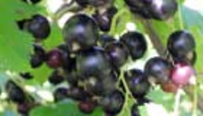 141-59.jpg