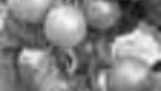 141-57.jpg