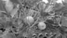 162-60.jpg