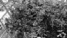 187-02.jpg