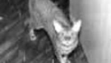 207-45.jpg