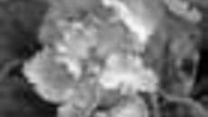 226-53.jpg