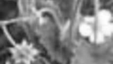 233-41.jpg