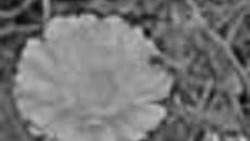 233-37.jpg