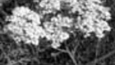 236-51.jpg