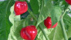 251-60.jpg