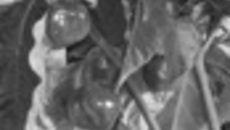 251-60.jpg