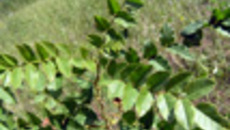 005-38.jpg
