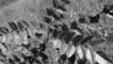 005-38.jpg