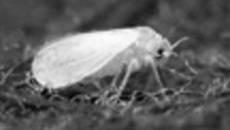 058-50.jpg