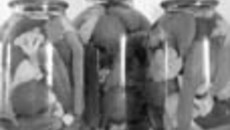 154-02.jpg