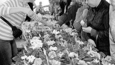 Красоты и разнообразия столько, что глаза разбегаются.