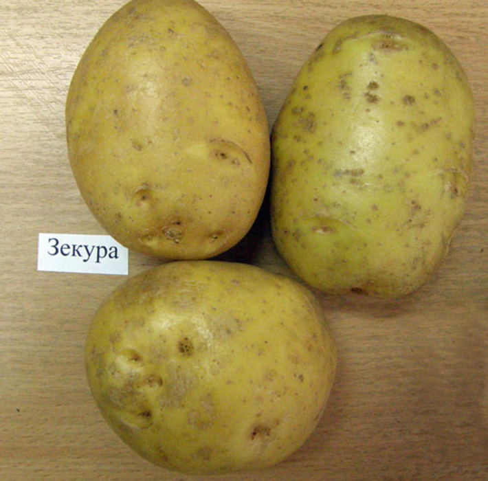 Сорт картофеля Зекура.