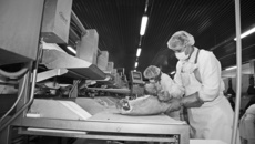 Примером успешной кооперации производства, переработки и сбыта продукции в регионе служит холдинг «Кудряшовский свинокомплекс»: уже второй год в Криводановке действует мясоперерабатывающий комплекс. Фото Сергея ДЯТЛОВА.