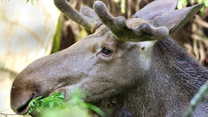 За три года  в Новосибирской области планируется увеличить  численность охотничьих животных:  лося — на 40%, косули — на 12%, зайца — на 11%, соболя — на 12%. Фото с сайта www.photosight.ru