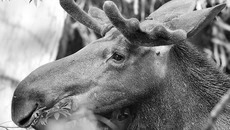 За три года  в Новосибирской области планируется увеличить  численность охотничьих животных:  лося — на 40%, косули — на 12%, зайца — на 11%, соболя — на 12%. Фото с сайта www.photosight.ru