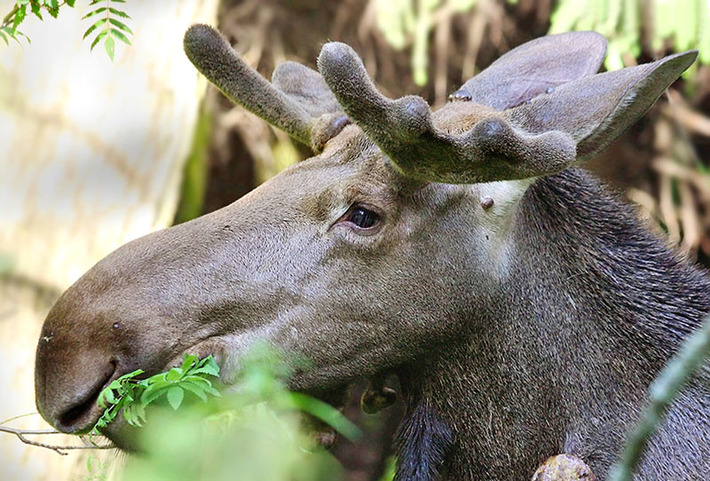 За три года  в Новосибирской области планируется увеличить  численность охотничьих животных:  лося — на 40%, косули — на 12%, зайца — на 11%, соболя — на 12%. Фото с сайта www.photosight.ru