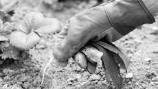 Чуть зазеваешься — и сорняки уже на грядках. Фото с www.zimnie-posidelki.ru