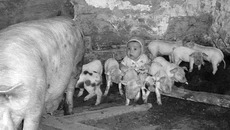 — Мама, если еще раз назовешь меня поросенком, то я захрюкаю… Фото Ивана СИДОРОВА