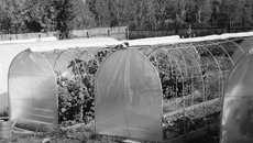 Так выглядели теплицы и их содержимое в первой декаде октября. Фото Нины ЕГОРОВОЙ