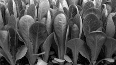 Фото с сайта colxoz.com