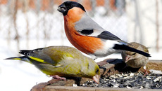 Фото с novosib.fotki.yandex.ru