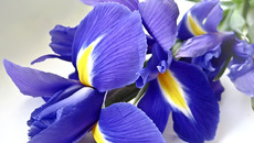 Фото olesia.artphoto.pro