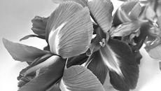Фото olesia.artphoto.pro