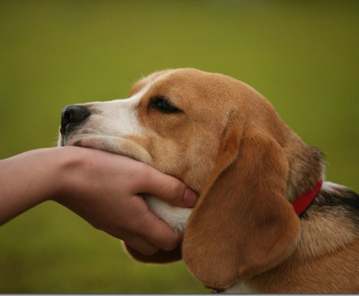 Не грусти, разлука  не надолго. Фото с сайта fenix.vn.ua