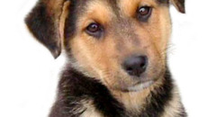 Фото с сайта www.saveanimals.ru