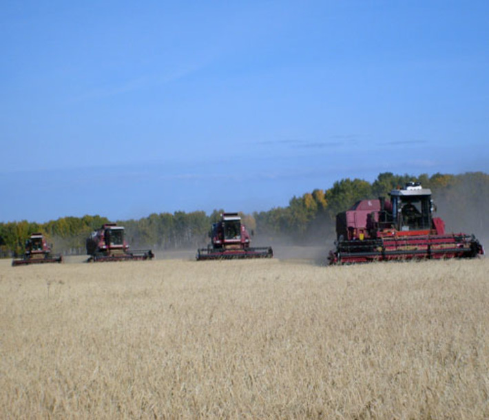Баганская нива. Фото Петра ТЕЛЬЦОВА