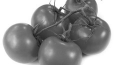 Фото с сайта www.ntml12.cdx.re